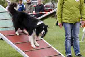 Agility flinke-pfoten-10
