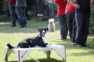 Agility flinke-pfoten-13