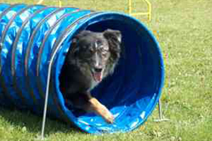 Agility flinke-pfoten-15