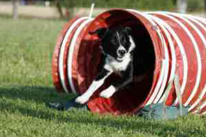 Agility flinke-pfoten-16