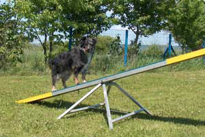 Agility flinke-pfoten-17
