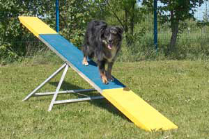 Agility flinke-pfoten-18
