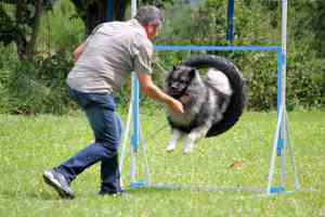 Agility flinke-pfoten-5