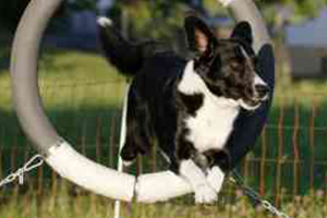 Agility flinke-pfoten-6