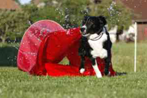 Agility flinke-pfoten-8