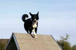 Agility flinke-pfoten-9